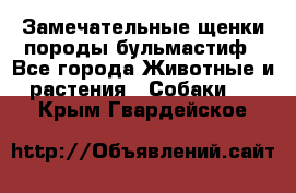 Замечательные щенки породы бульмастиф - Все города Животные и растения » Собаки   . Крым,Гвардейское